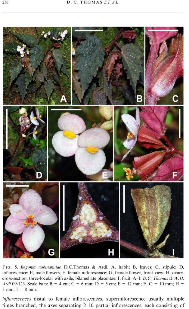 B. nobmanniae
